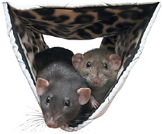 Легко и просто